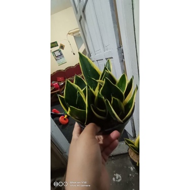 Sansevieria Pagoda Tower