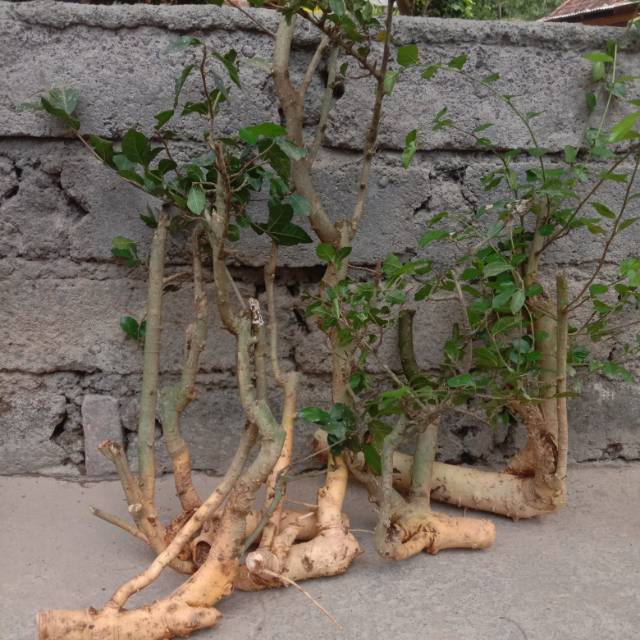 Bibit bonsai serut dongkelan