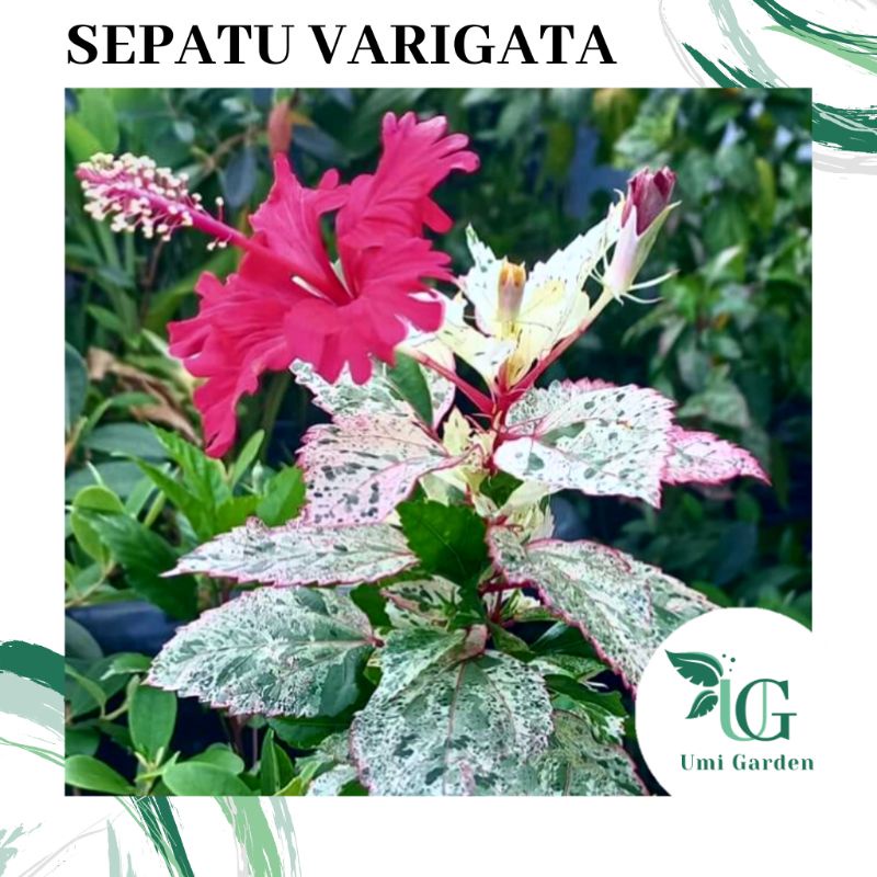 Tanaman Hias Bunga Sepatu Daun Varigata Hijau Putih Merah