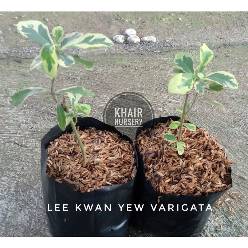 lee kwan yew varigata