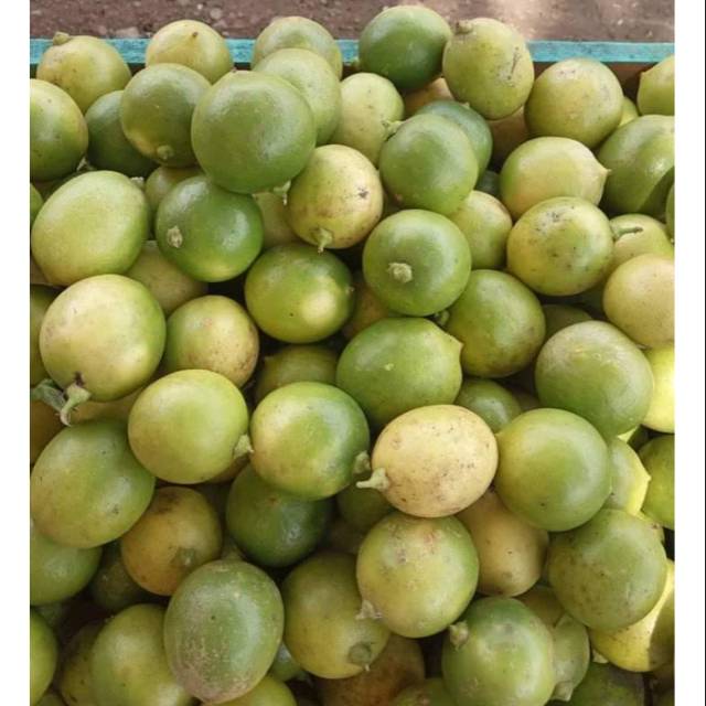 

Jeruk lemon lokal