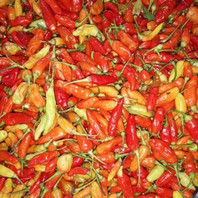 

Cabai Rawit Setan 1 kg