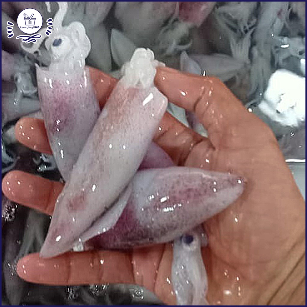 Baby Cumi Segar 1kg