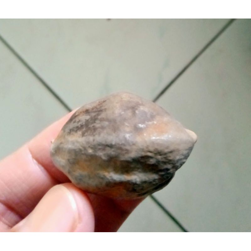 Kemiri Adu Muncang Adu Anak Pedang Mentahan