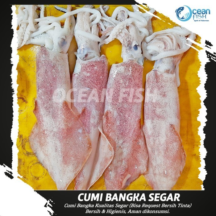 

Cumi Bangka Segar 2kg - Cumi Segar Pilihan - Bangka Squid Fresh