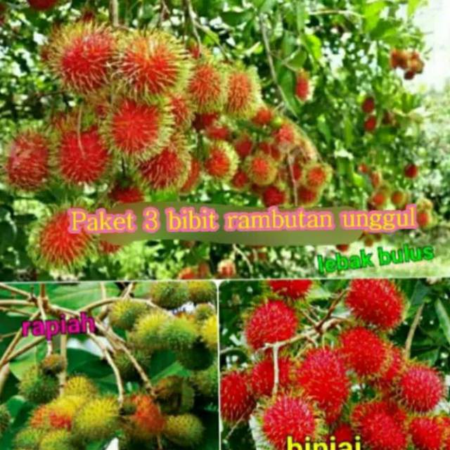 Paket murah bibit rambutan isi 3 bibit Terlaris bonus anggur