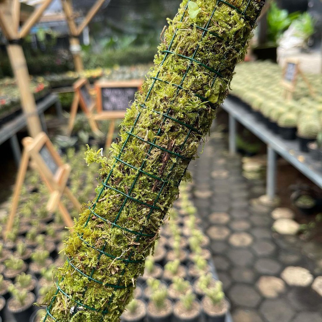 turus lumut tiang pipa 100 cm