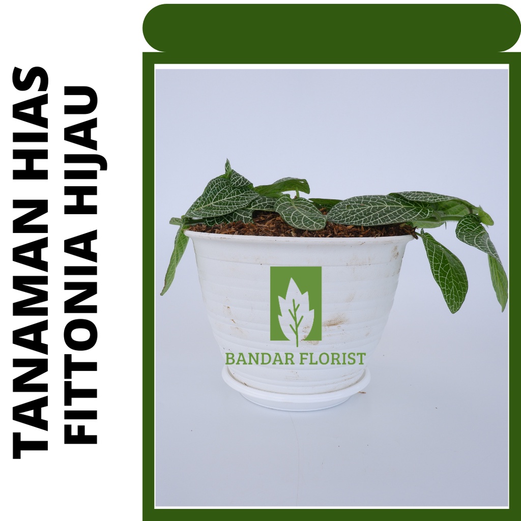 tanaman hias fittonia HIJAU -tanaman daun - tanaman hidup