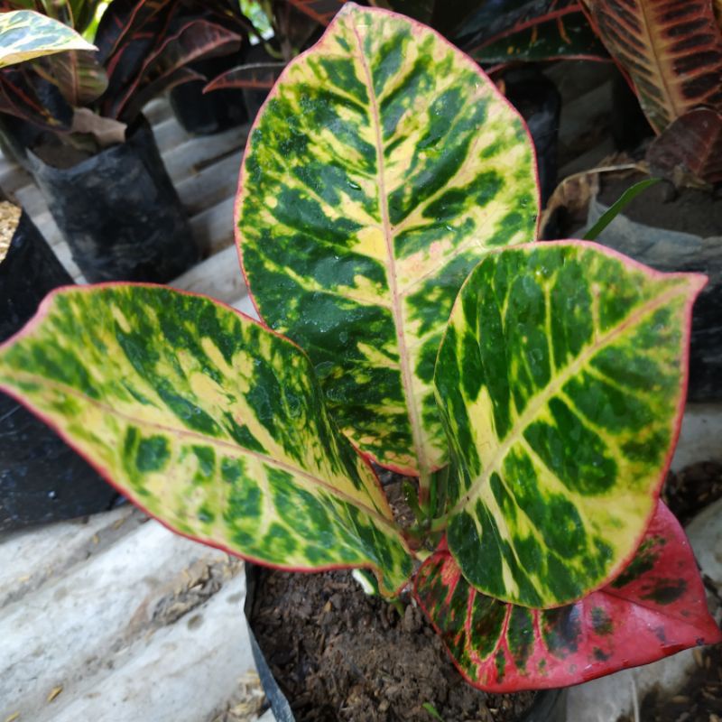 puring ayu ting ting