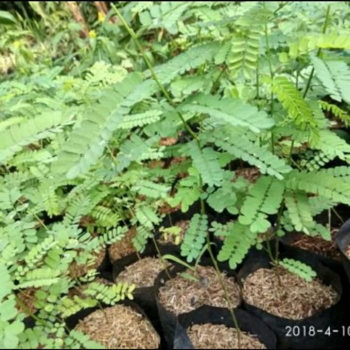 Tanaman pohon saga / pohon saga