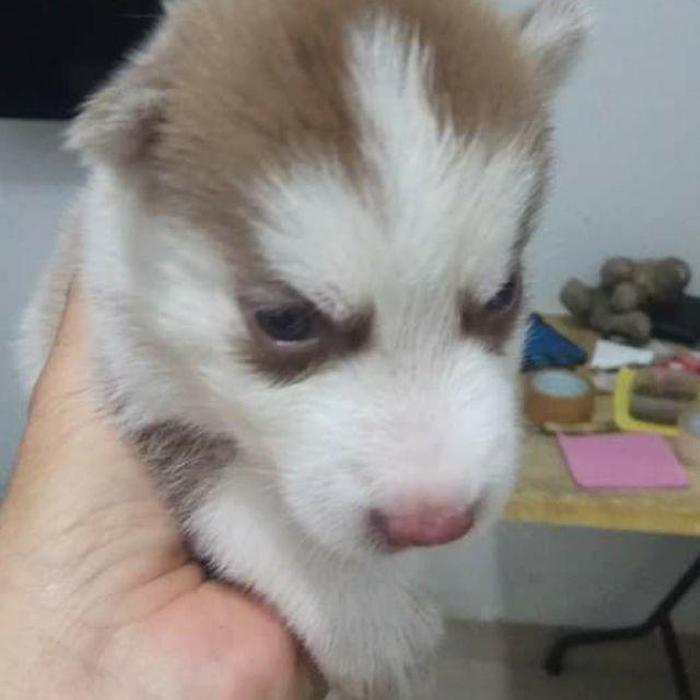 beli siberian husky