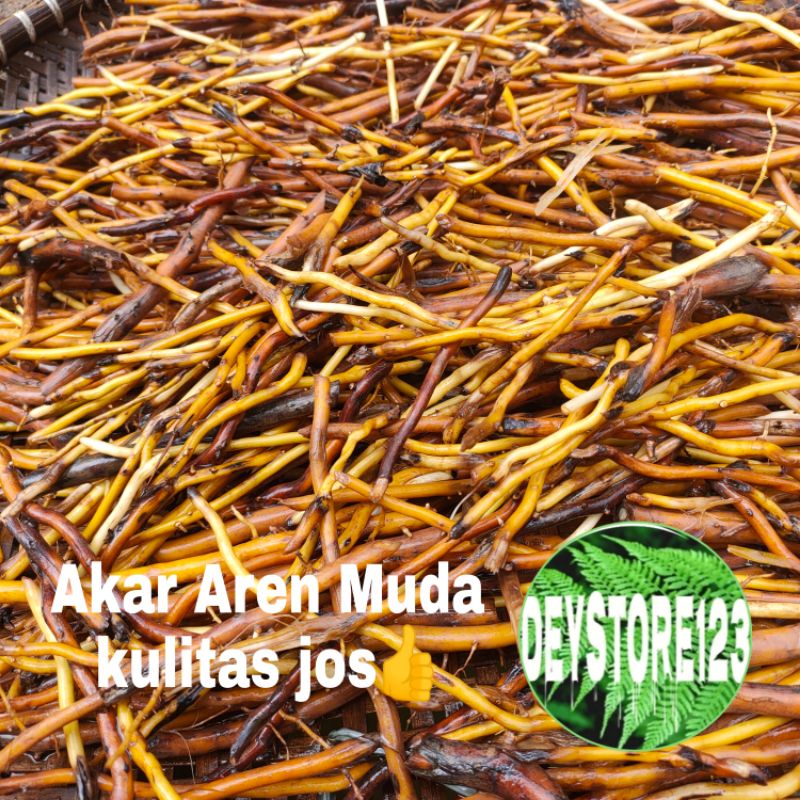 

akar aren muda segar akar kaung sudah bersih