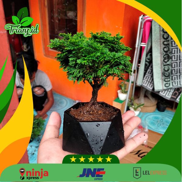 Bonsai Inoki gratis pot keramik segienam/ Bonsai cemara inoki dengan pot keramik segienam/ tanaman h