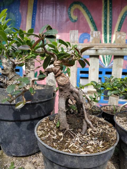 Bonsai Beringin Dolar Korea Pupus Merah Shopee Indonesia