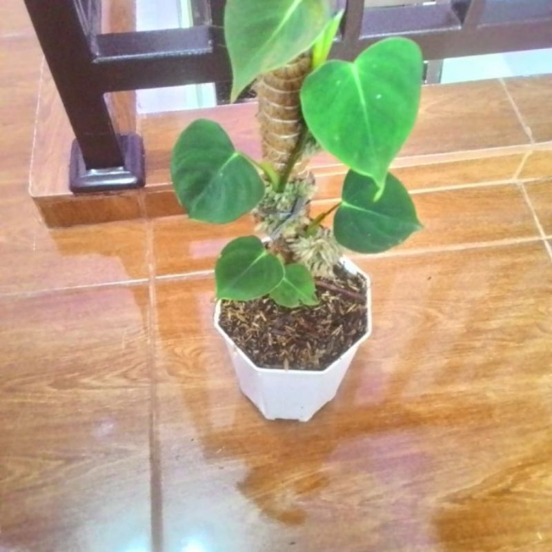 Philodendron Lupinum