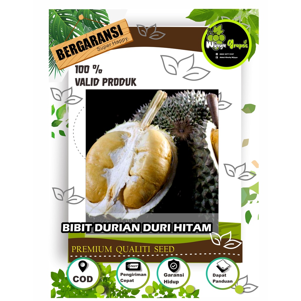 Bibit Durian Duri Hitam Kaki 3 Hasil Okulasi
