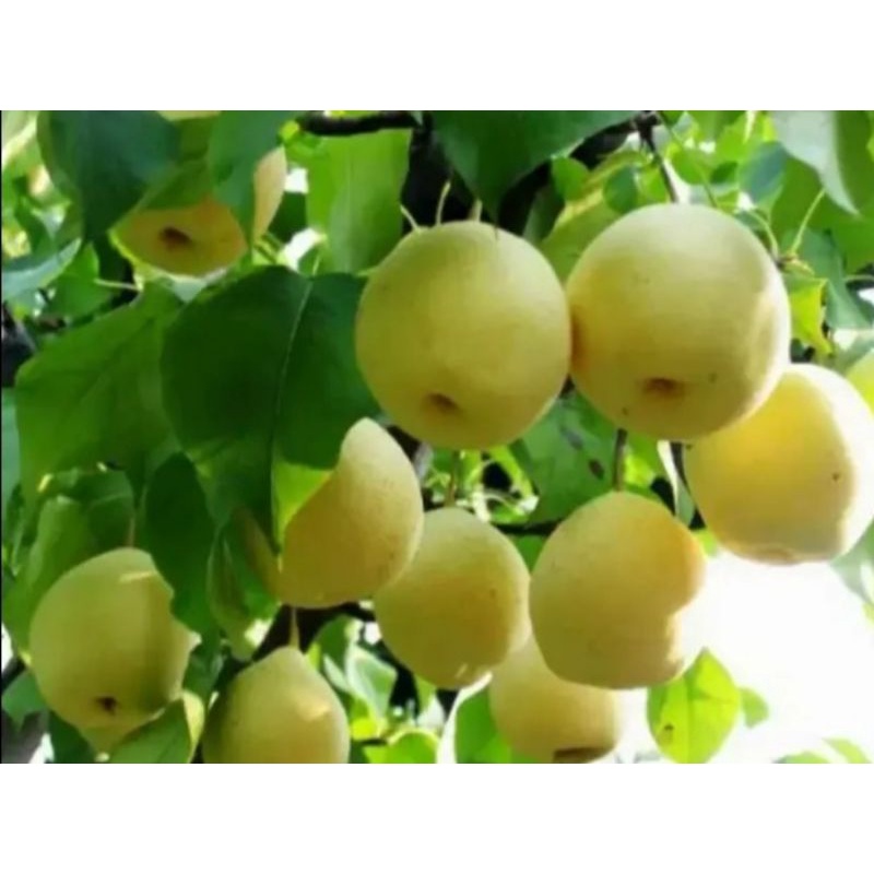 buah pir 1 kg