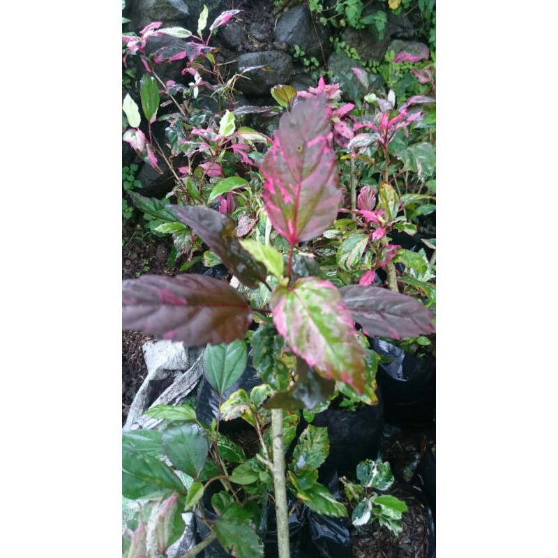 Sepatu Varigata #Bunga Sepatu