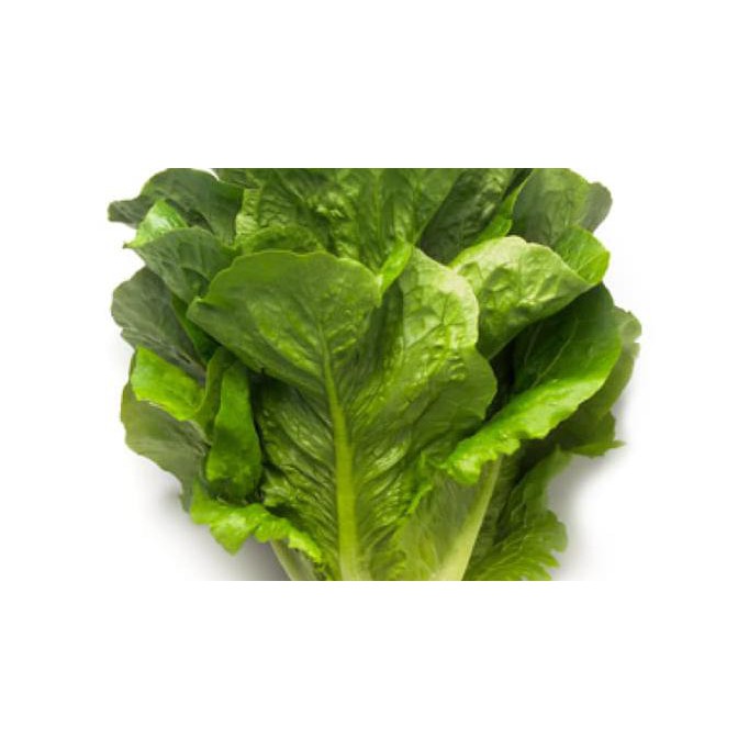 1000 Seed - Benih Romaine Maximus Rijk Zwaan