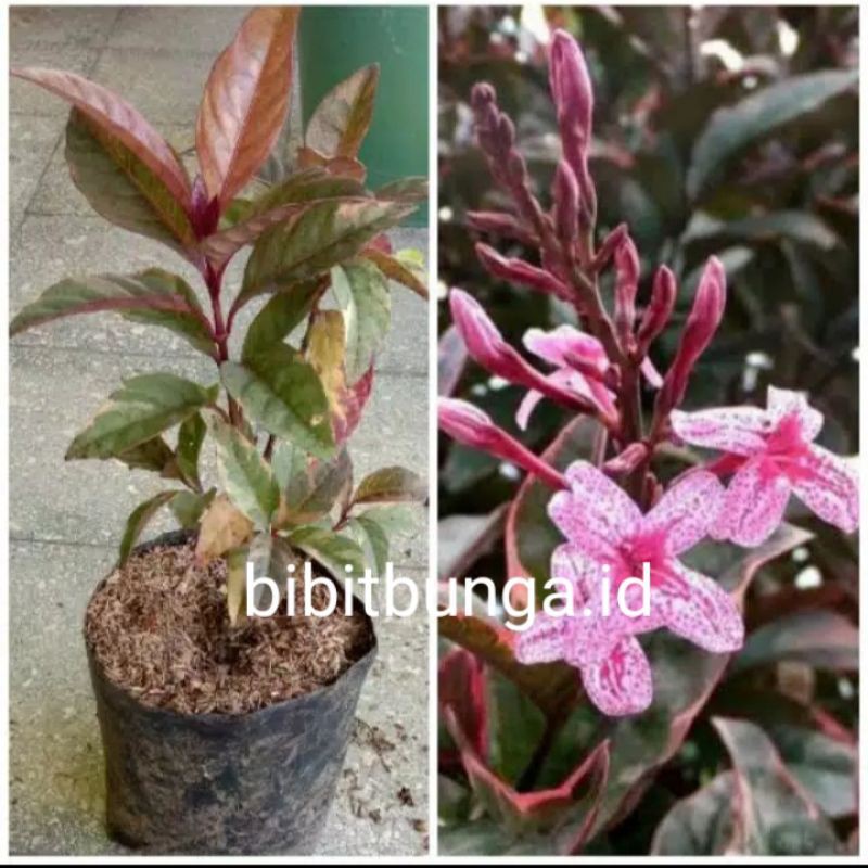 Melati jepang variegata merah / bibit tanaman hias bunga jasmine varigata