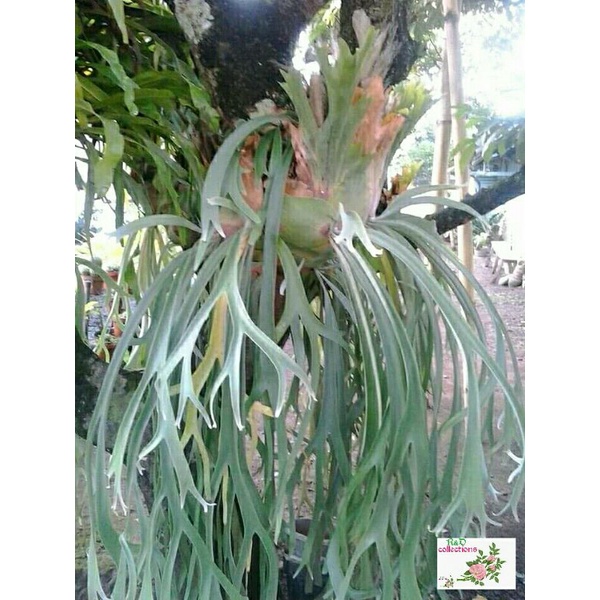 tanaman hias kadaka tanduk rusa kadaka tanduk kijang