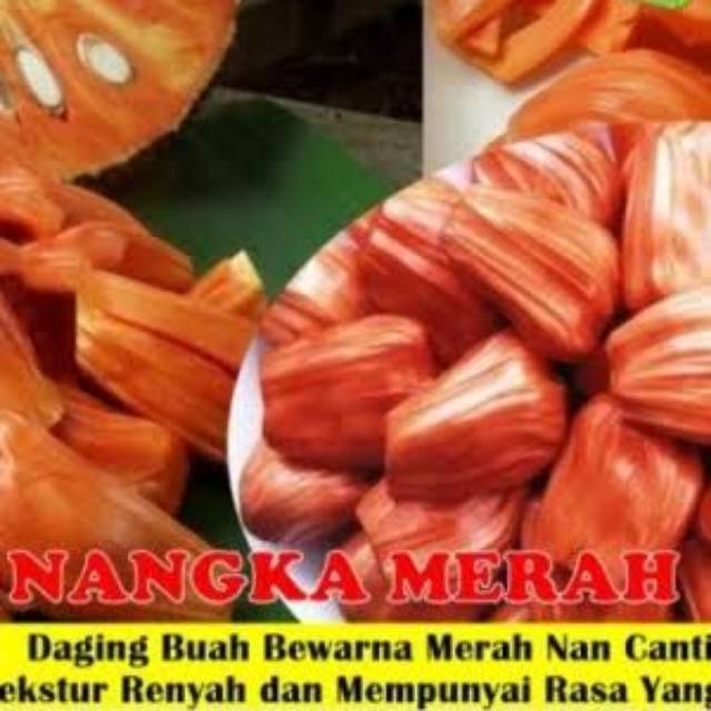 Nangka merah super