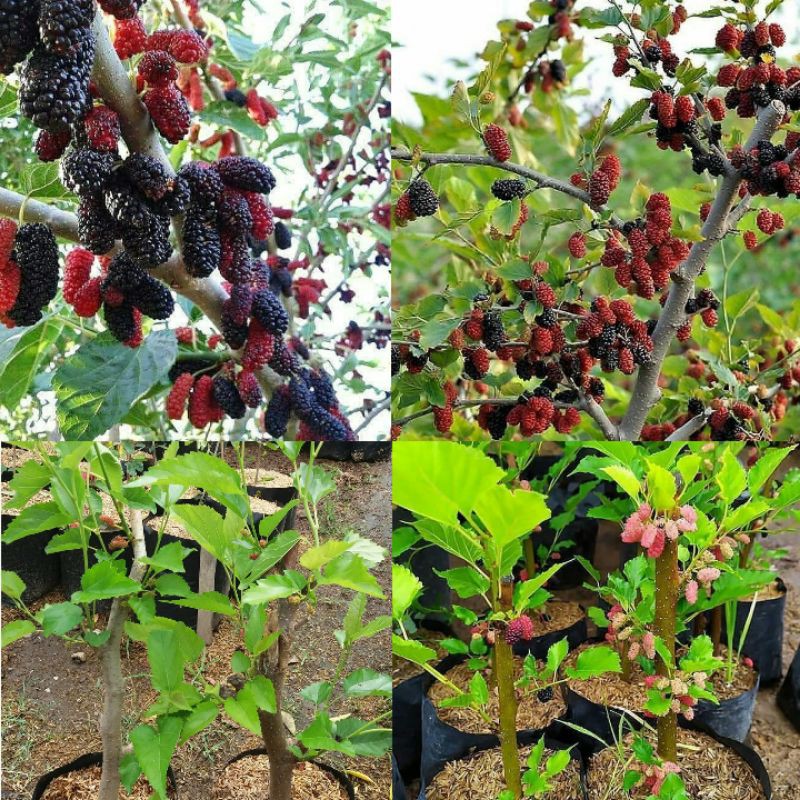 murbei Jumbo/murbei jumbo berbuah/bibit murbei