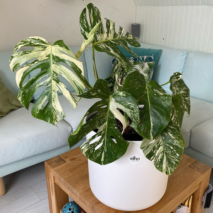 Monstera Varigata Bonggol Monstera King Variegata Batang Monvar Shopee Indonesia