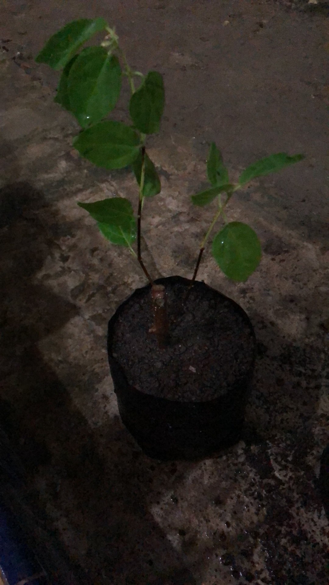 Bibit Bonsai Wahong Laut