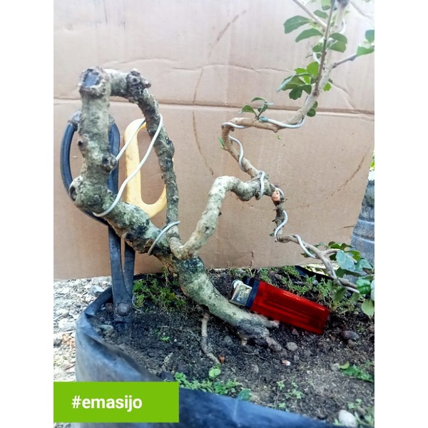 Hokiantea import bahan bonsai prospek .