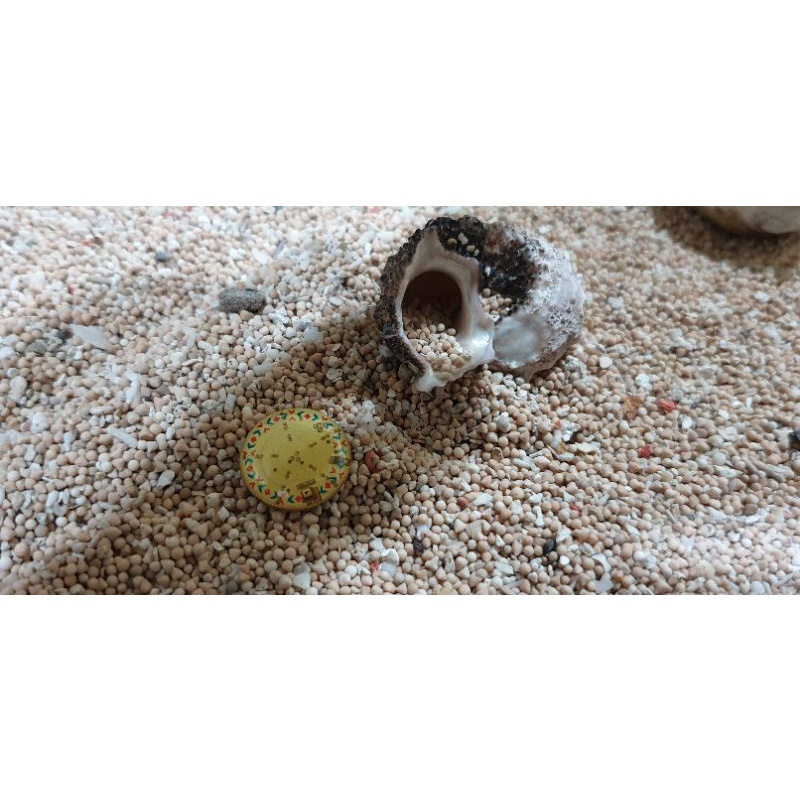 stiker lampu sinyal hp jadul bisa buat hp android