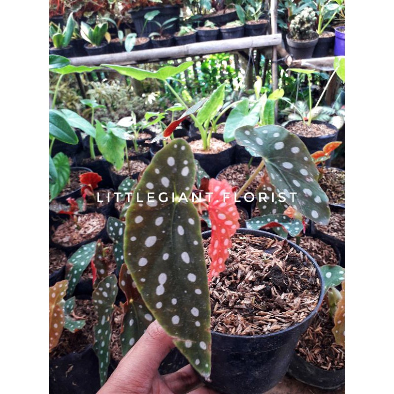 Tanaman Hias Begonia Macullata/ Begonia Polkadot Bulatan Besar