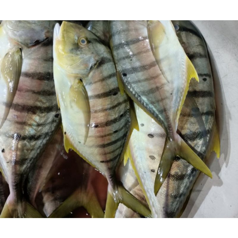

Ikan Kuwe Manggali Fresh 1kg