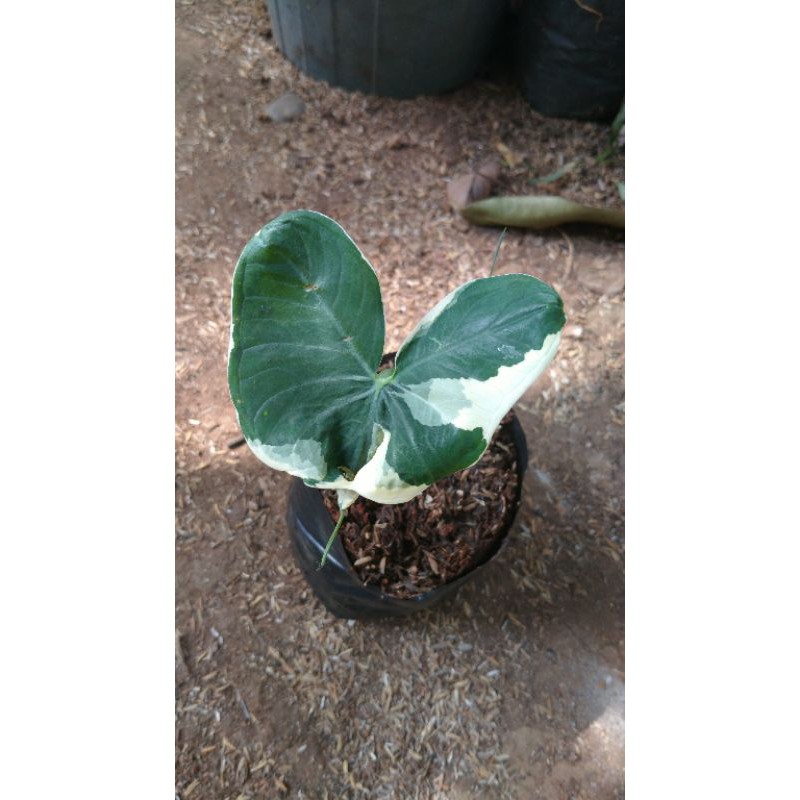tanaman hias caladium kantong semar - keladi kantong semar