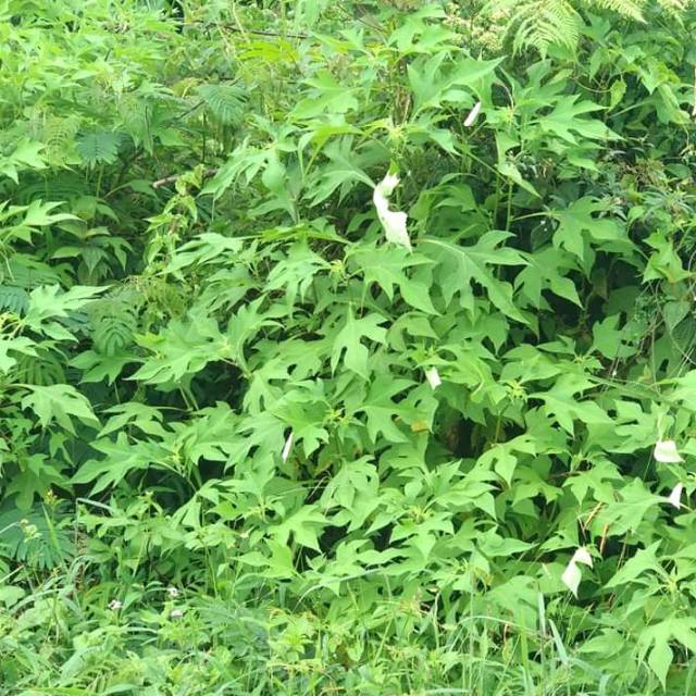 

daun insulin obat herbal diabetes