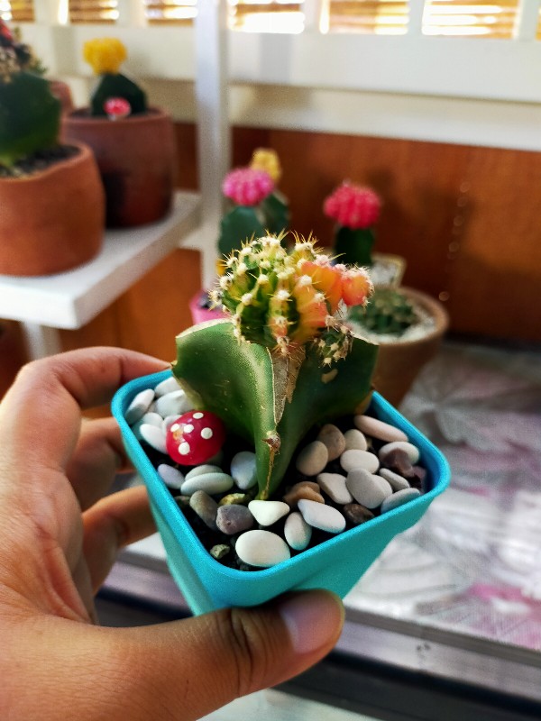 Grafting Warna Import