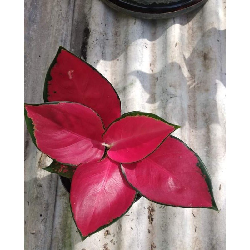 Bunga aglonema suksom jaipong