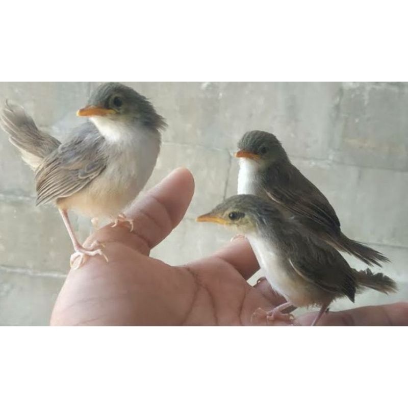 burung cigun anakan lolohan/mandiri jaminan jantan