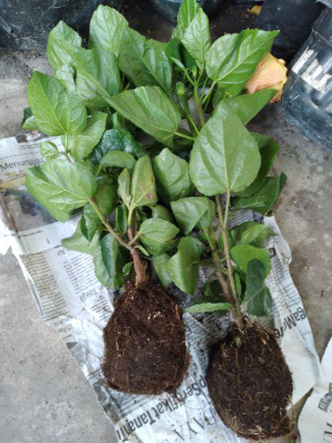 Tanaman Hias Bunga Hibiscus Yellow Banana