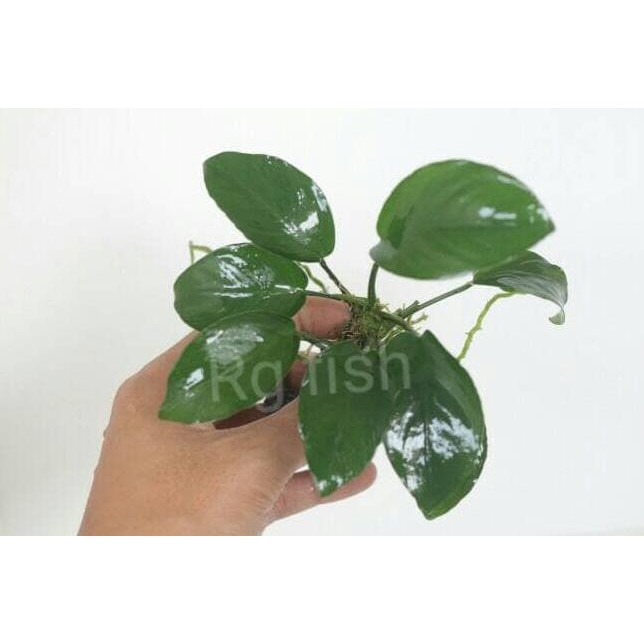 Anubias Broadleaf