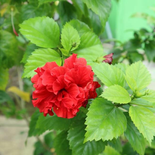 lirianathamulafni