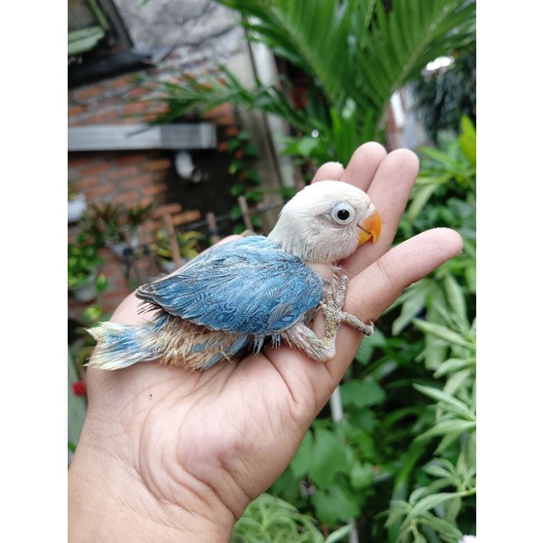 Lolohan Lovebird Jinak Biola Siap Latih Skill
