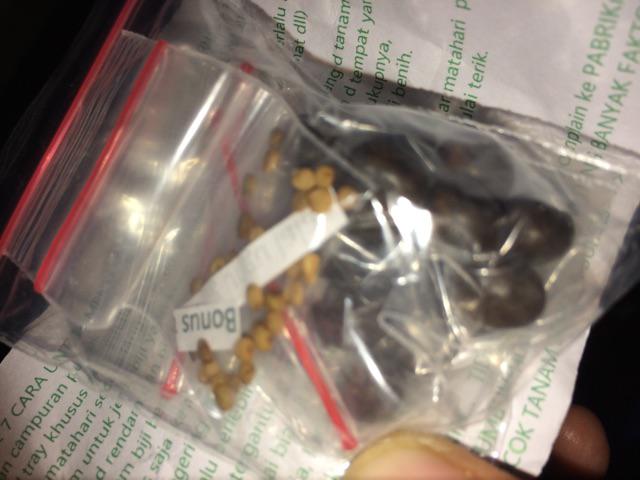 Biji/benih/bibit Bunga Tasbih (8 Biji)