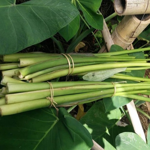 READY LOMPONG SAYUR DAUN TALAS ORGANIK ASLI DARI KEBUN FRESH