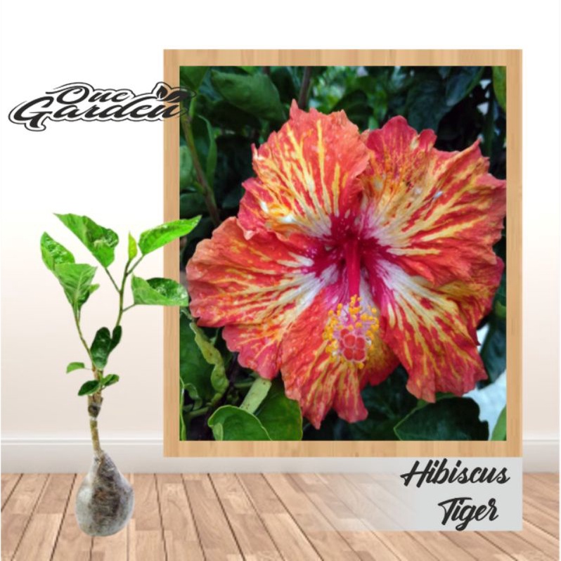 Bibit Tanaman Hias Hibiscus Tiger