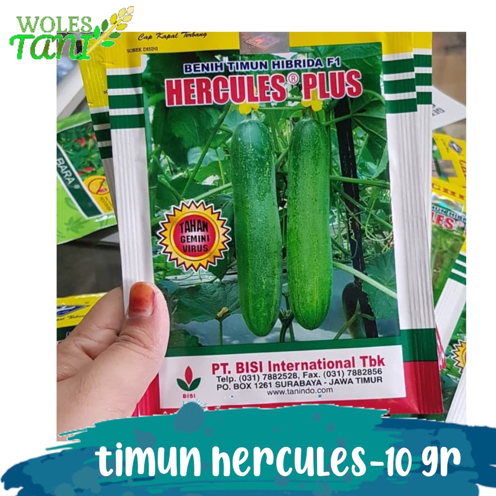 Hercules 10 Gram Benih Mentimun