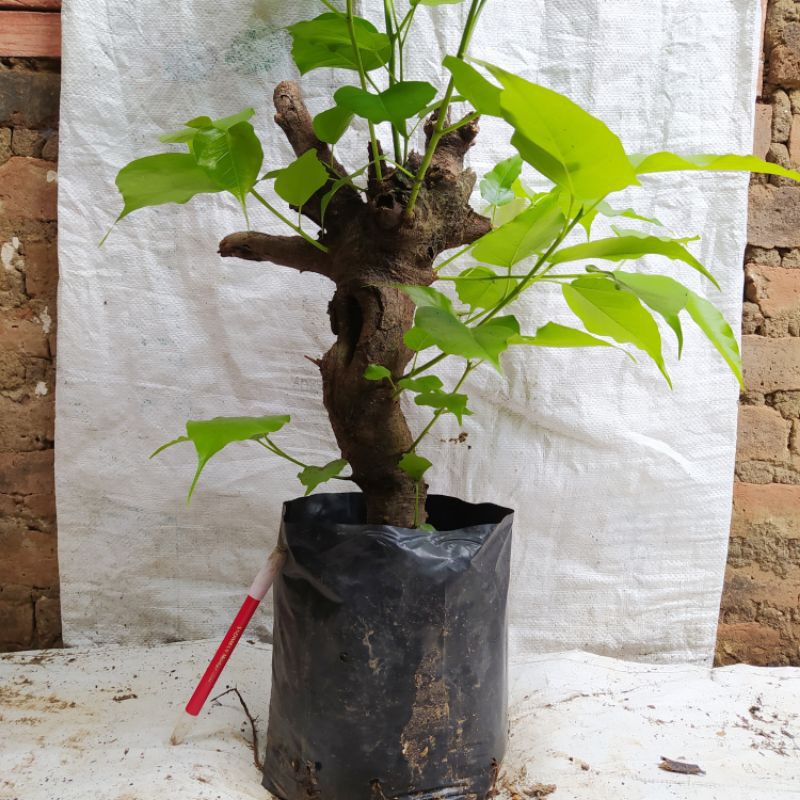 Bahan bonsai Ficus religiosa atau Ficus bodhi
