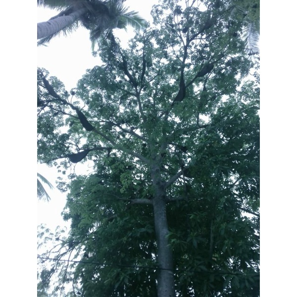 

Madu Hutan Asli 100%