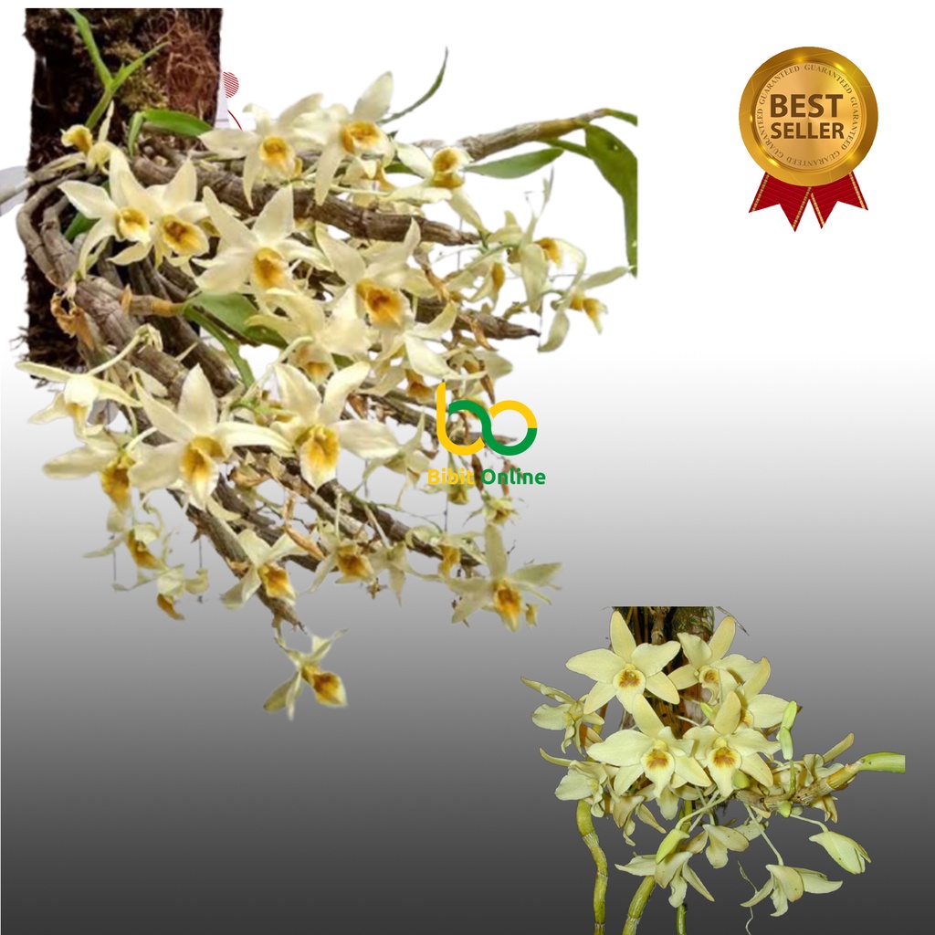 anggrek dendrobium heterocarpum bibit online