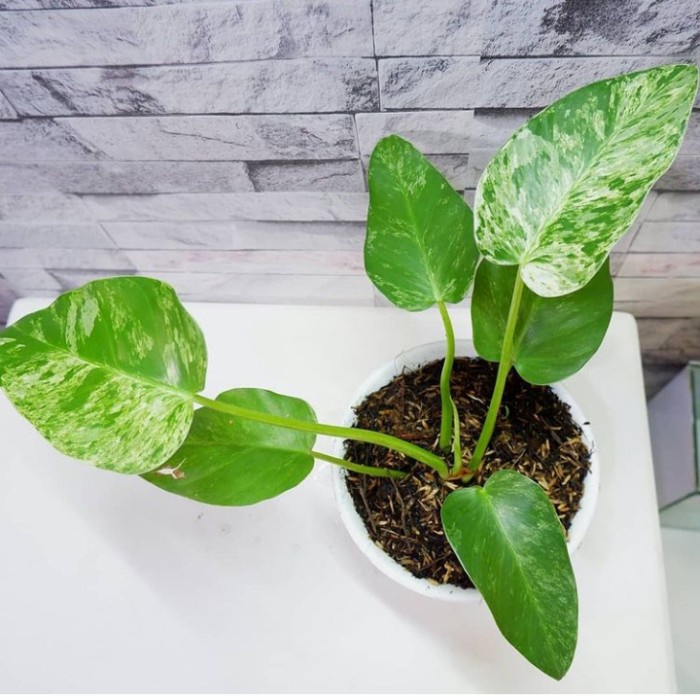 tanaman hias philodendron marble varigata - Philo marble variegata